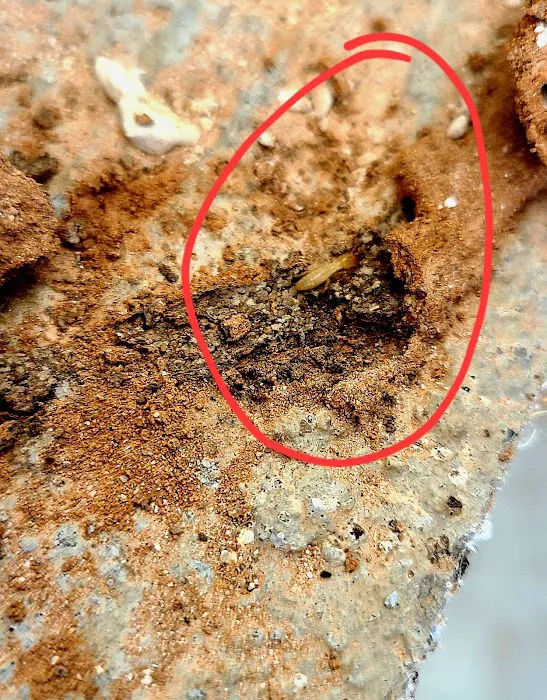 Bugbusters Pest & Termites Picture 8
