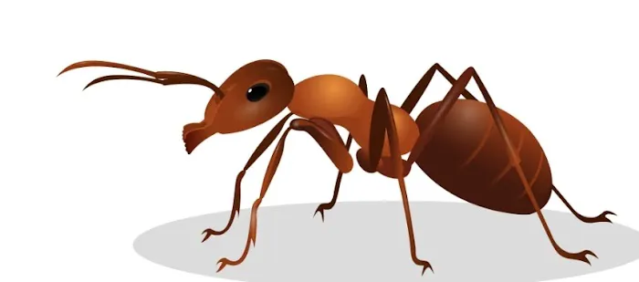 Bugbusters Pest & Termites Picture 7