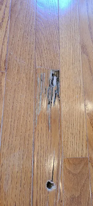 Bugbusters Pest & Termites Picture 2