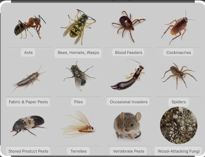 Bugbusters Pest & Termites Picture 9