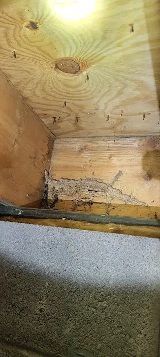 Bugbusters Pest & Termites Picture 1