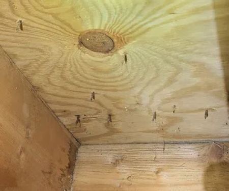 Bugbusters Pest & Termites