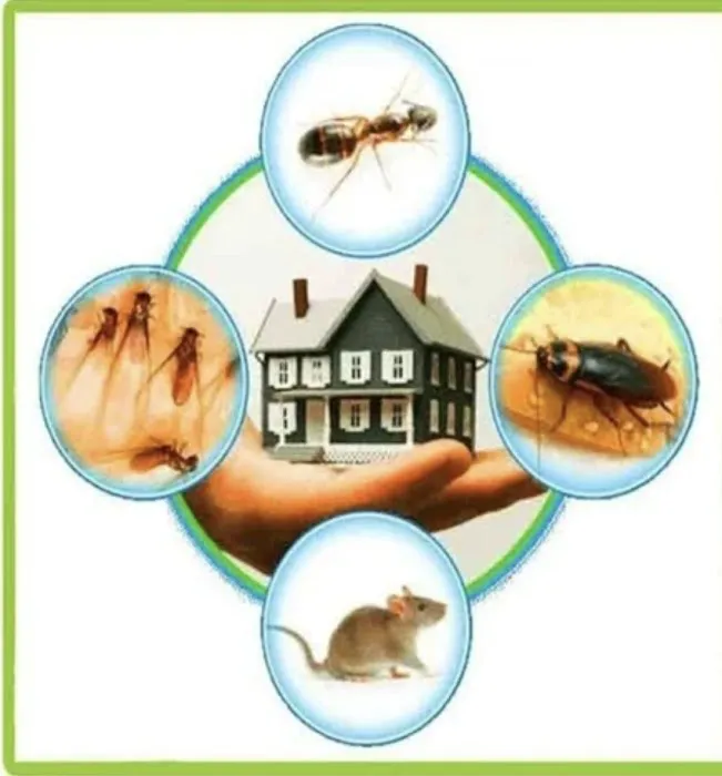 Bugbusters Pest & Termites Picture 4