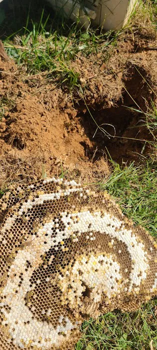 Bugbusters Pest & Termites Picture 10