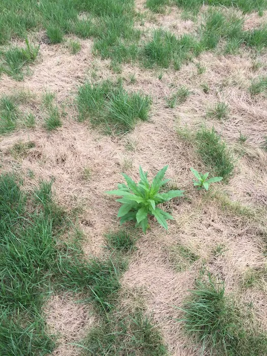 Kapp's Green Lawn Picture 4