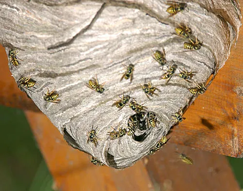The Bee Hunter Picture 6