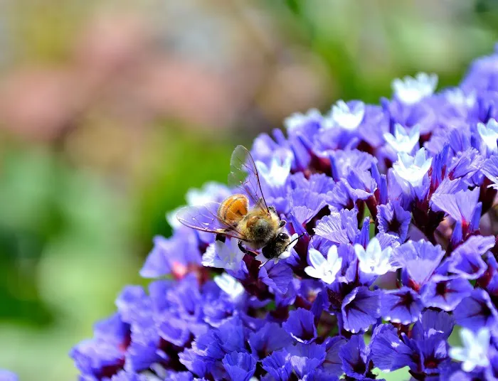 The Bee Hunter Picture 1