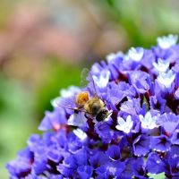 The Bee Hunter ico