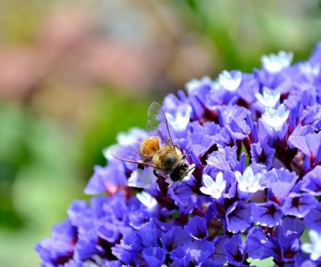 The Bee Hunter