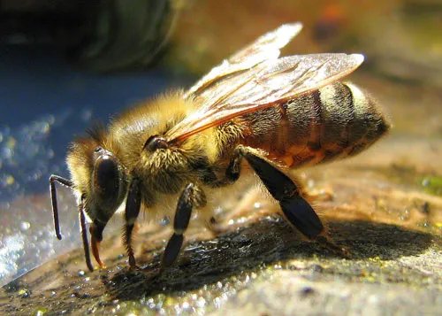 The Bee Hunter Picture 5