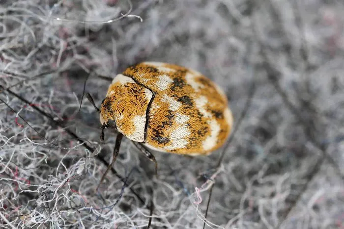 Pestco Professional Services Picture 4