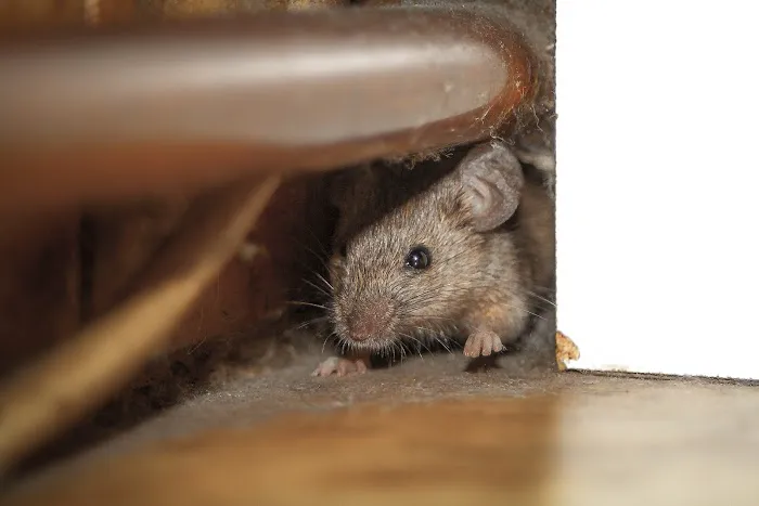 Pestco Professional Services Picture 8