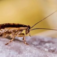 Pestco Professional Services ico