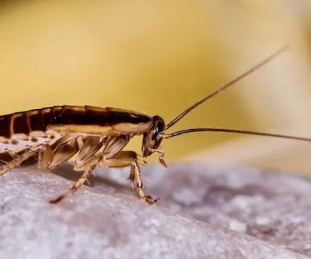Pestco Professional Services