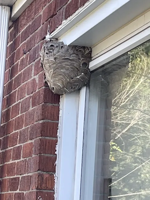 Greenix Pest Control Picture 2