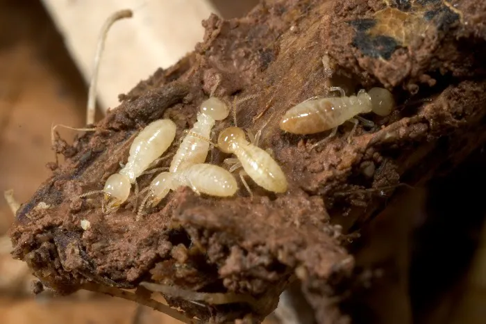 Stewart Termite & Pest Control Picture 3