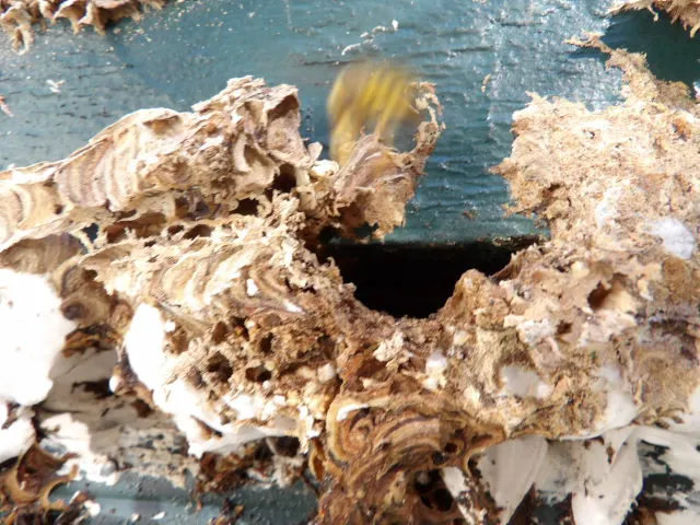 Stewart Termite & Pest Control Picture 1