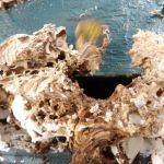 Stewart Termite & Pest Control