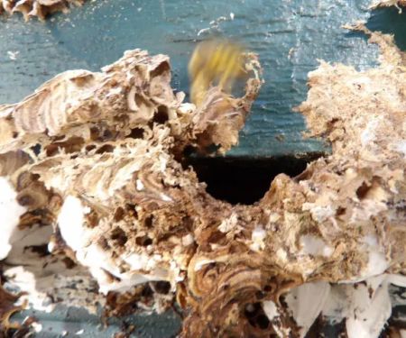 Stewart Termite & Pest Control