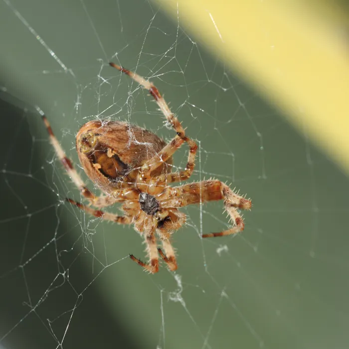 Stewart Termite & Pest Control Picture 6