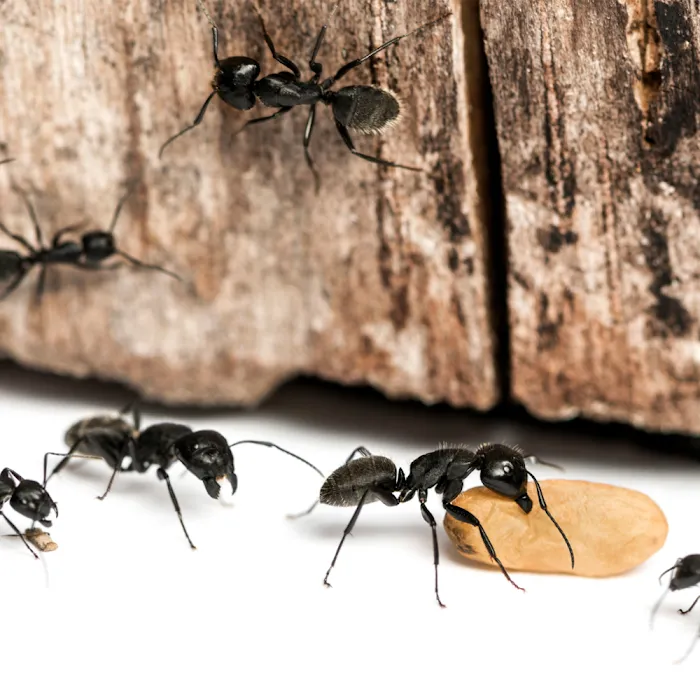 Stewart Termite & Pest Control Picture 2