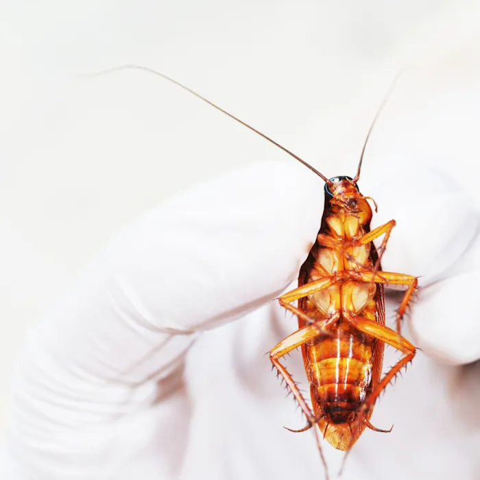 Stewart Termite & Pest Control Picture 4
