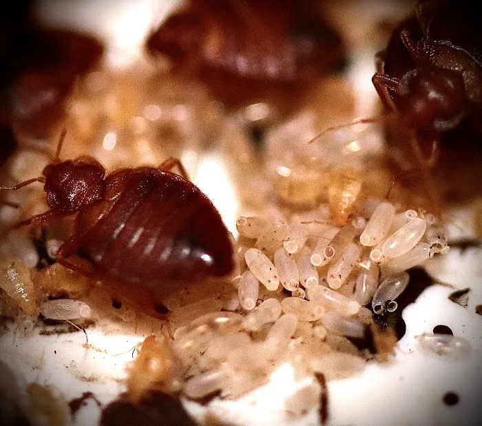 Integrated Bed Bug Removal Picture 2