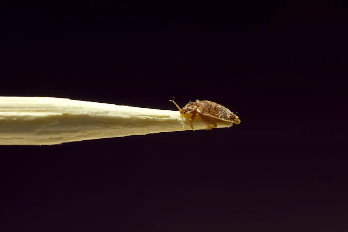 Integrated Bed Bug Removal Picture 7