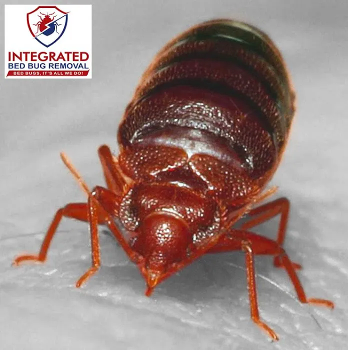 Integrated Bed Bug Removal Picture 3