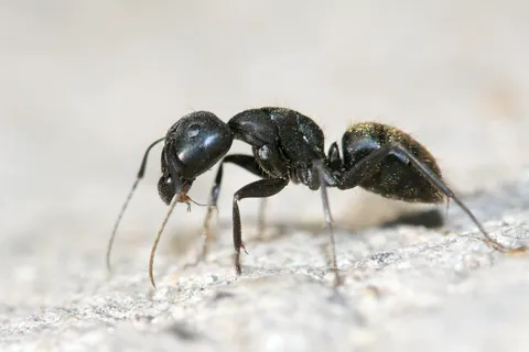 Spectrum Pest Control Picture 7