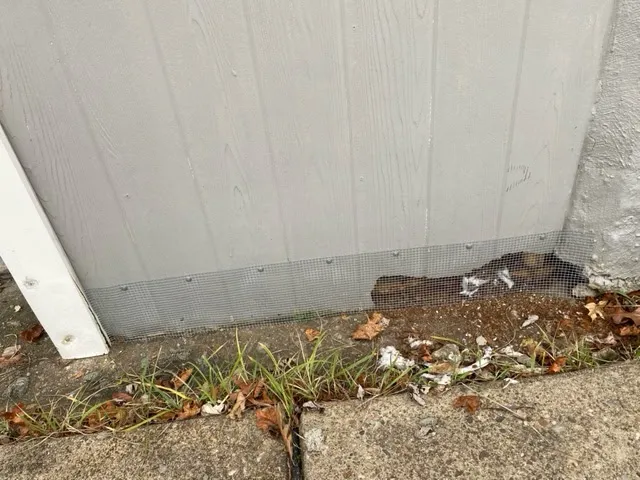Vanquish Pest Management, Pittsburgh PA Picture 4