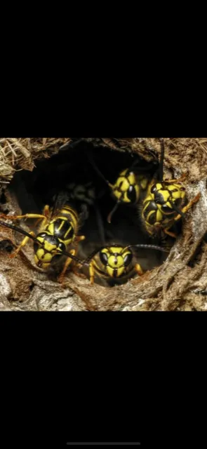 Vanquish Pest Management, Pittsburgh PA Picture 1