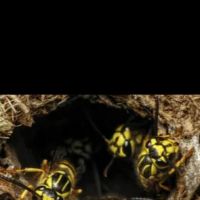 Vanquish Pest Management, Pittsburgh PA ico
