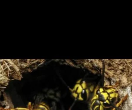 Vanquish Pest Management, Pittsburgh PA