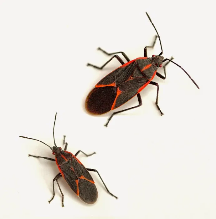 A2Z Pest Control LLC Picture 8