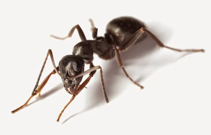 A2Z Pest Control LLC Picture 6