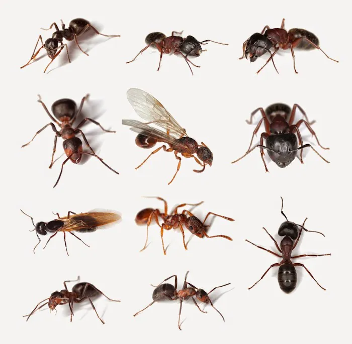 A2Z Pest Control LLC Picture 5