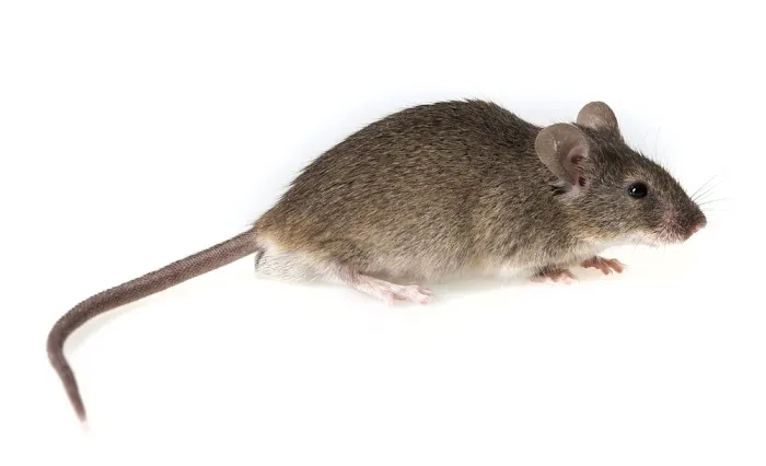 A2Z Pest Control LLC Picture 1