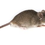 A2Z Pest Control LLC