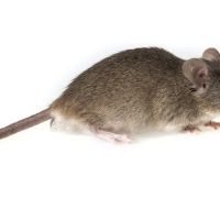 A2Z Pest Control LLC ico