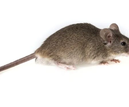 A2Z Pest Control LLC