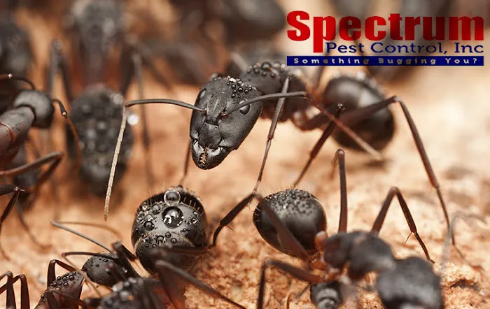 Spectrum Pest Control Picture 10