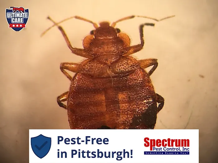 Spectrum Pest Control Picture 1