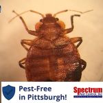 Spectrum Pest Control