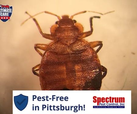 Spectrum Pest Control