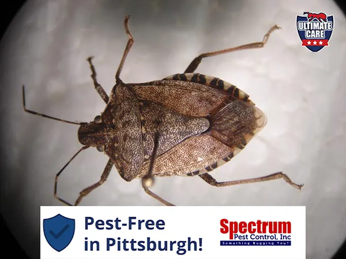 Spectrum Pest Control Picture 6