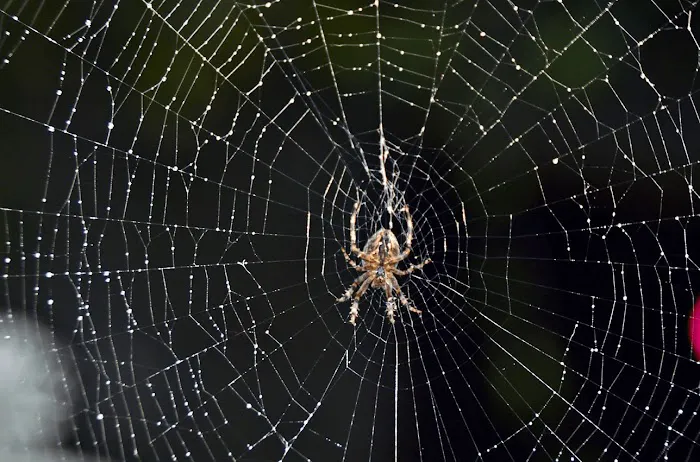 Spectrum Pest Control Picture 4