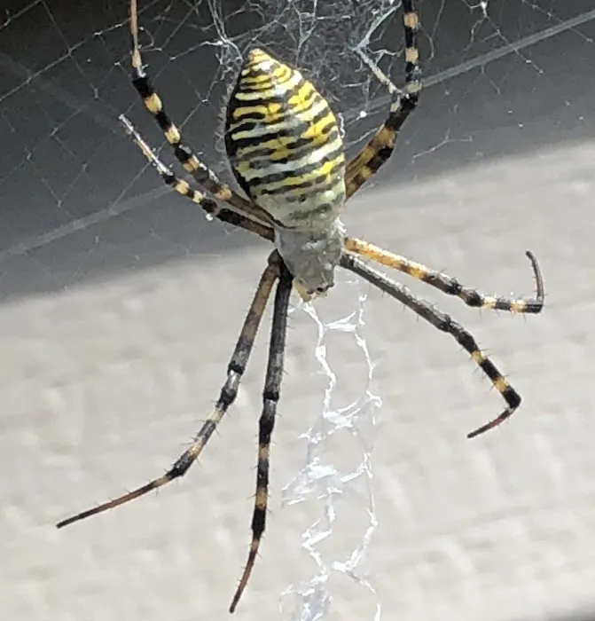 AAA Pest Pros Picture 1