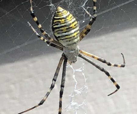 AAA Pest Pros