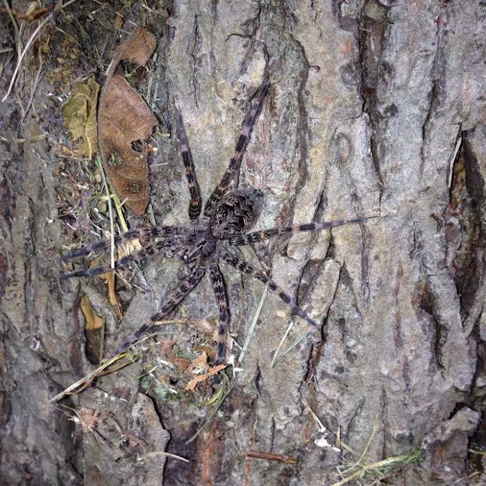 AAA Pest Pros Picture 4